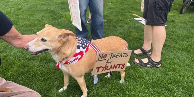 Americans in the Netherlands prepare for No Kings rally