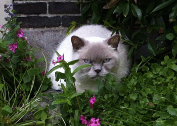 Domestic cats can continue to roam outside, judge decides