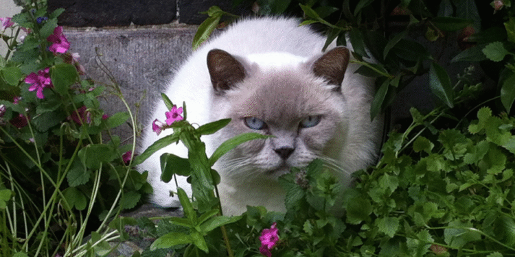 Domestic cats can continue to roam outside, judge decides