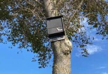 Bats delay plans to build a new refugee centre near Rotterdam