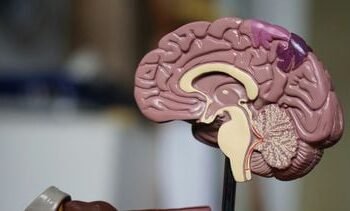 dit is de leeftijd waarop je brein ‘piekt’